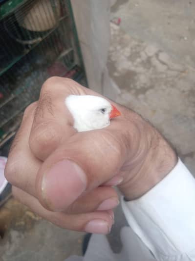 Snow white, Light Back and Isabel