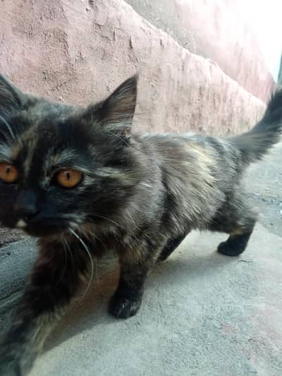 kettn persian friendly