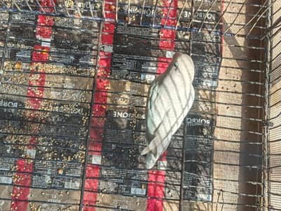 albaino female hai black eyes me hai