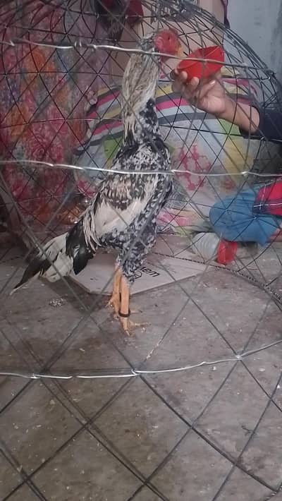 MashAllah pure aseel cheena murga 03364578464