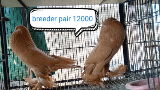 fancy pigeon | kabutar| Jacobin|  frillback saddle | amarican fantail|