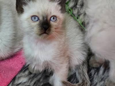 Beautiful Siamese 4 Months Old