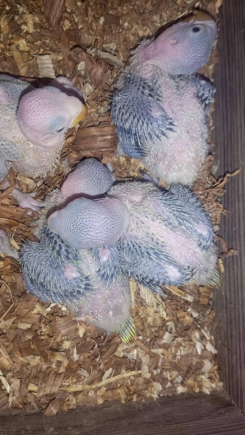 raw chicks - Parrots - 1110464048