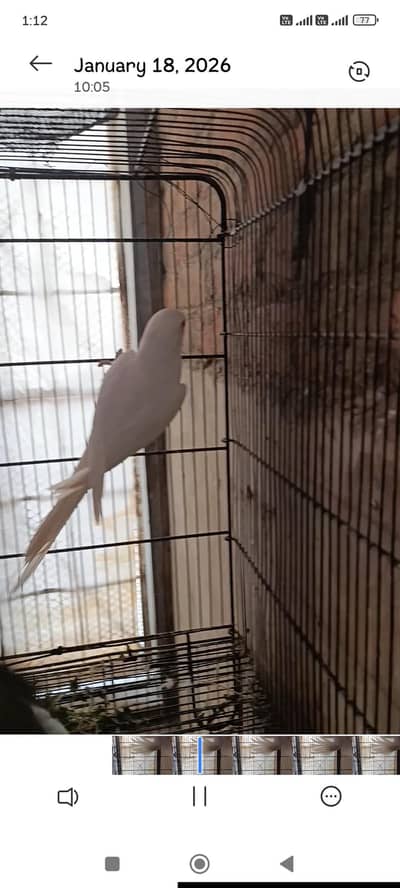White ring nack bredar male for sale