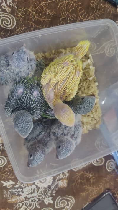 Pinaple Conoure Chicks Hand Tame