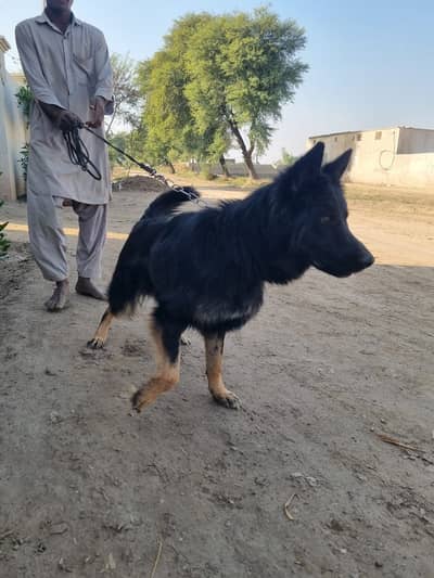 Healthy, Vaccinated Adult Male Double Coat Dog – Non-Pedigree