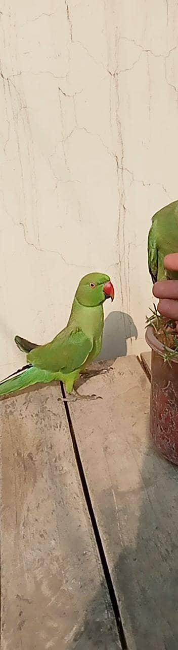 parrot for sale 03052593845