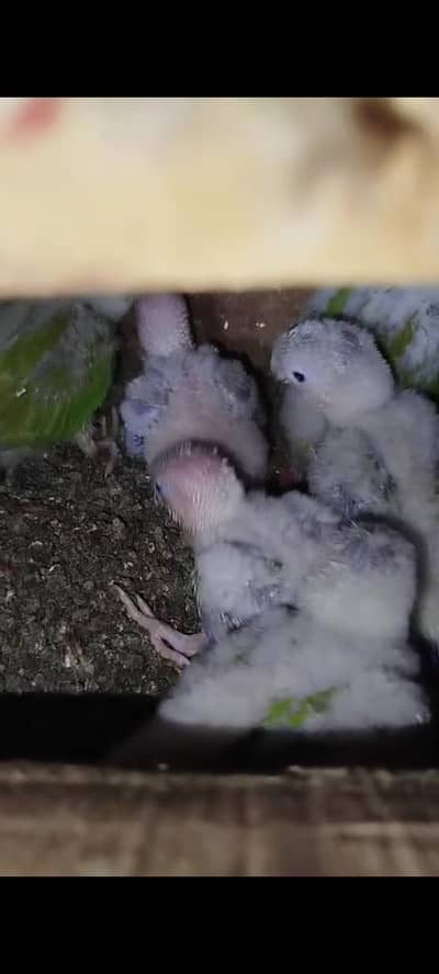 pine apple conure chicks available