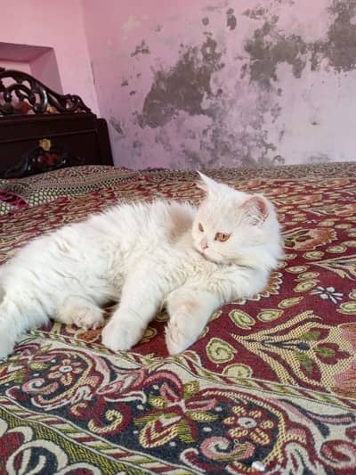 white persion triple coated cat