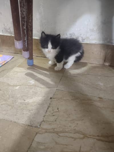 kittens for sale " female 5000 male 6000