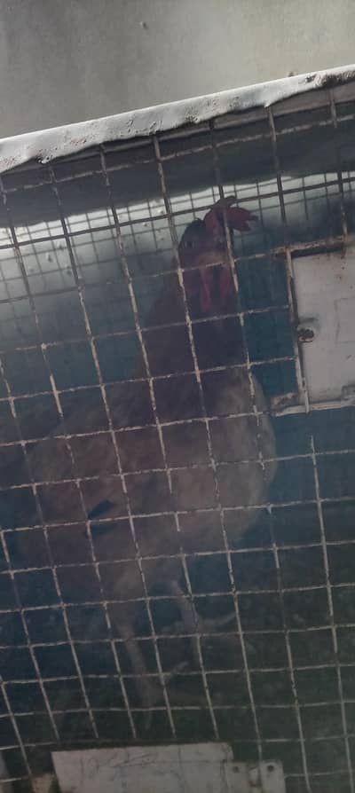 hens female for sell