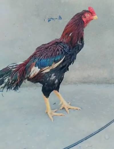 mianwali aseel chicks and pair for sale