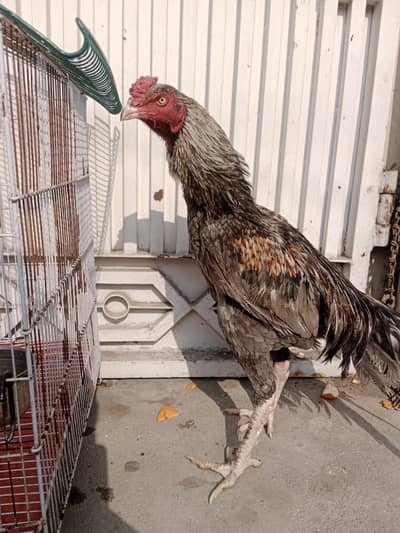 seal murga for sale age 10 month ghar ka Pala hua