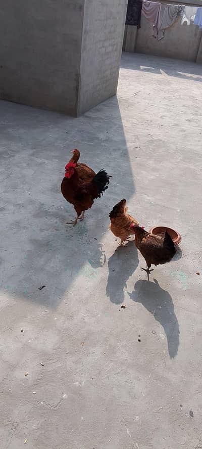 Egg laying golden misri hens
