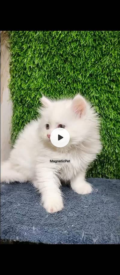 white Persian kitten
