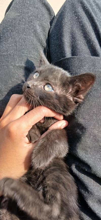 Siamese Kitten very playful and active also litter trained