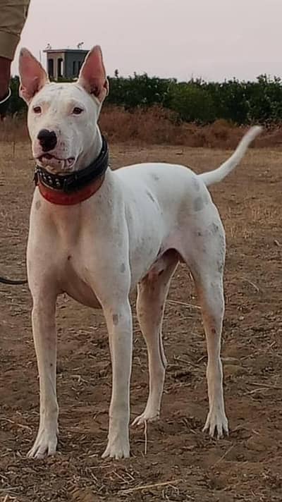 pure kohati gulltair dog for sale 2 male 1 female