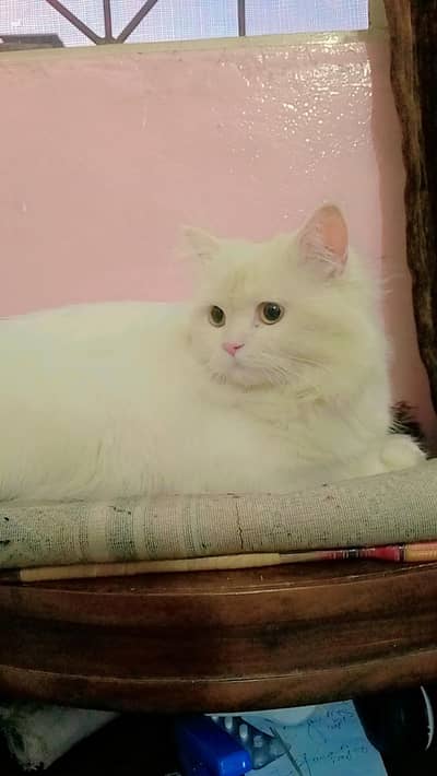 pure Persian White Male cat available for mating only