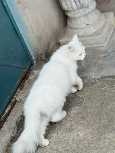 All cats and kittens available 