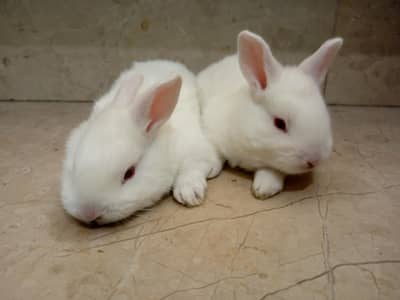 Rabbit babies for sale