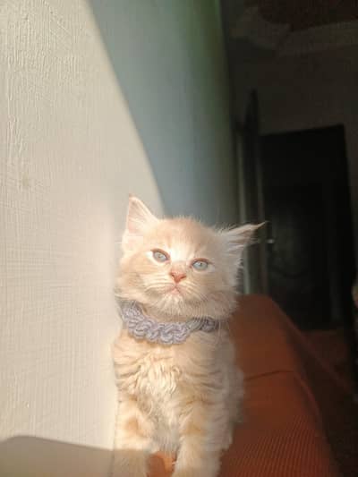 American Shorthair Kittens | American Kittens for sale