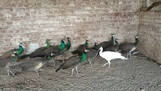 مور چکس | پیکوک چکس | peacock | peafowl peacock 1 year old | peacock