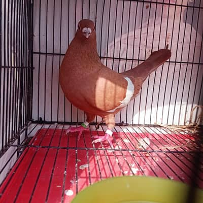 Gandy Darr Breder Male For Sale