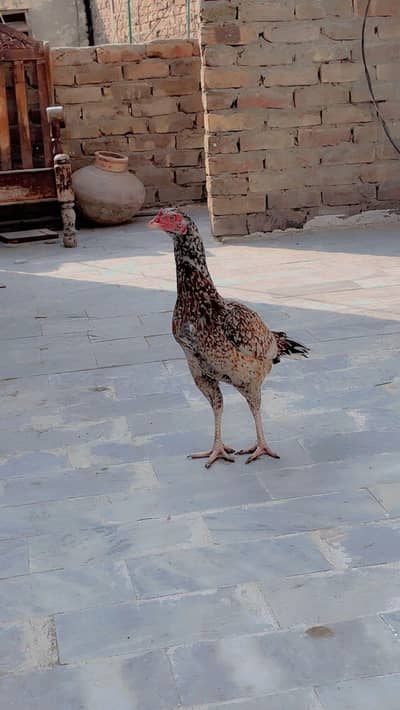 Aseel murgi bohat hi alla nasal ki he