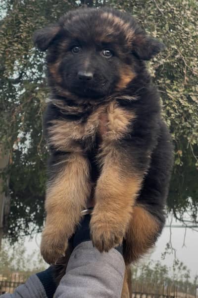German shepherd puppies/puppy/dog