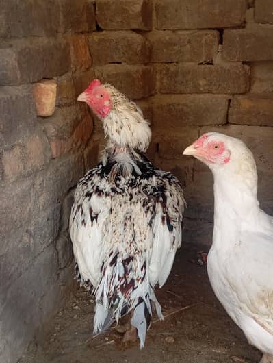 old blood line breeder 03408950491