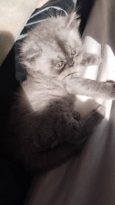 Cute Persian kitten.