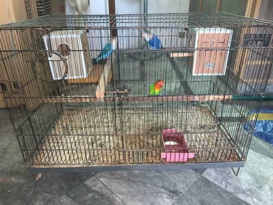 Love Birds with cage