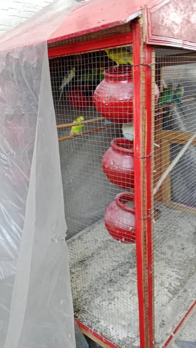 stalian bird's and pijhra 30000 price