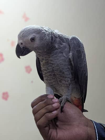 African grey parrot for sale!