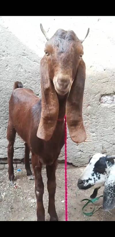 2 gaban bakri bakra