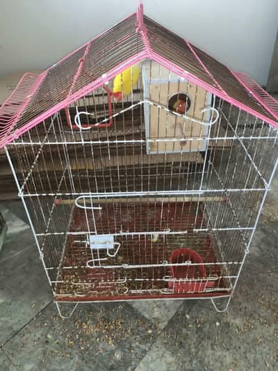 Love Birds with cage