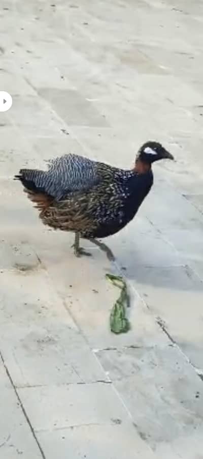 Black teetar 03166365947