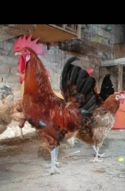 desi murga murgha murgian for sale