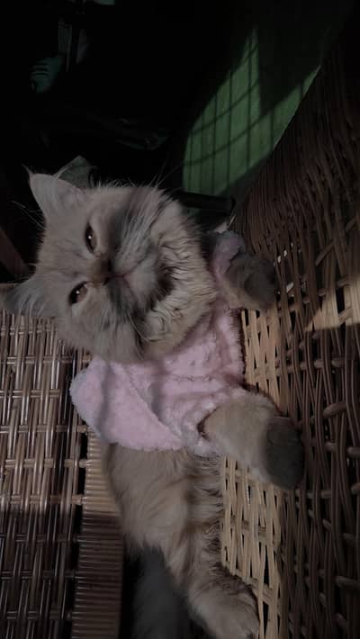 5 month female Persian orange cat, fully vaccinated.