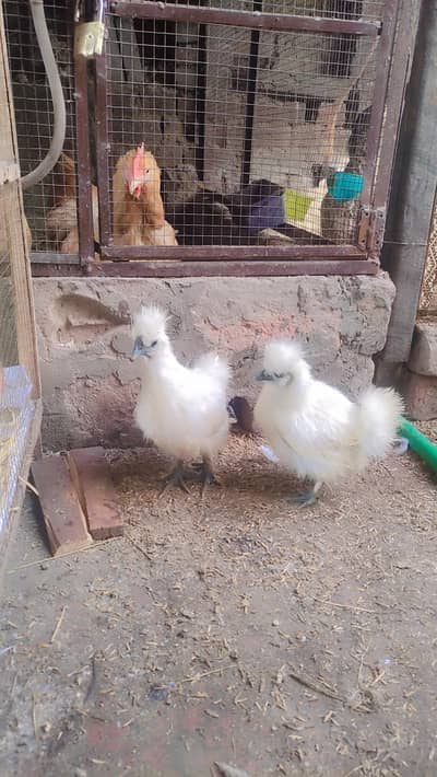 white silkie pair