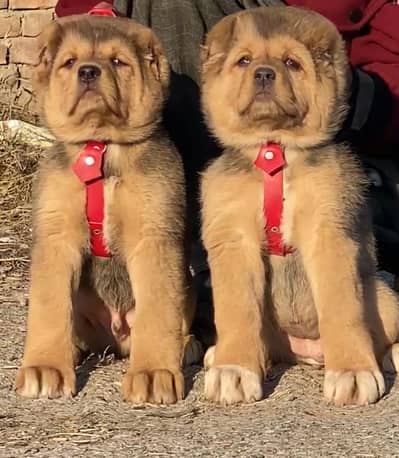 alabai security dog 2 month pair for sale heavy bone
