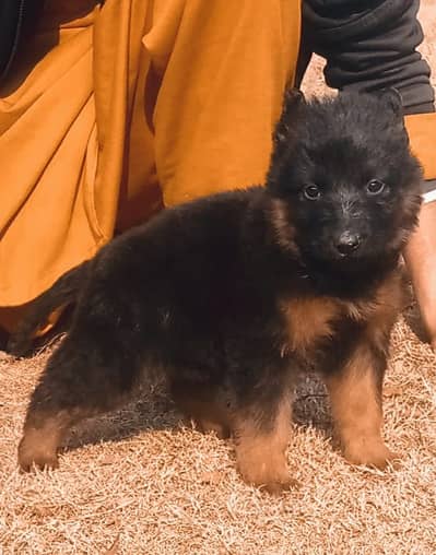 German Shepherd |long coat | black Shepherd |puppies pair | Gsd dog