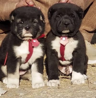 alabai security dog 2 month pair for sale heavy bone