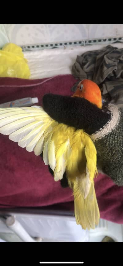 Palefallow Lovebird breeder male/mutation lovebird