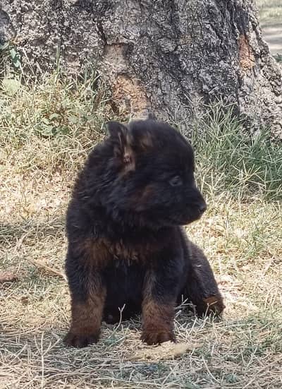 German shepherd puppies for sale / puppy / german shepherd dog
