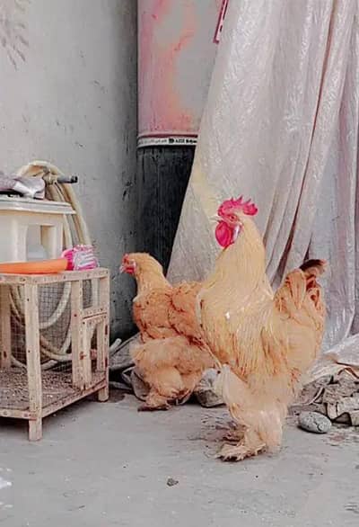 GOLDEN BUFF EGGS AVAILABLE CHIKS AVAILABLE ON BOOKING (03224492928)