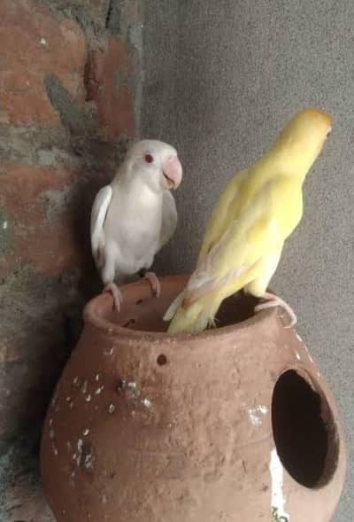 quality pair  breader chicks 5 per cluth