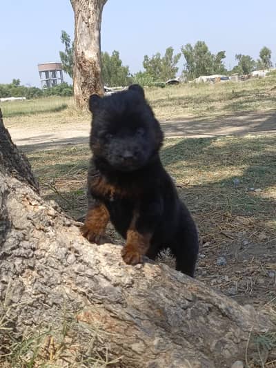 GERMAN SHEPHERD LONG COAT TOP QUALITY PUPPY  FULLY ACTIVE AND PLAYFUL