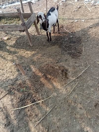 dogli or podi ha 4 month ke doctor pass pregnant h