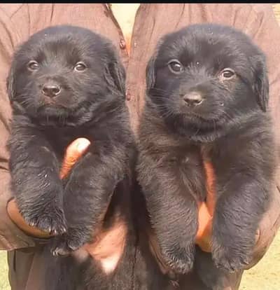 German shepherd | GSD | black German Pair | Long coated gsd